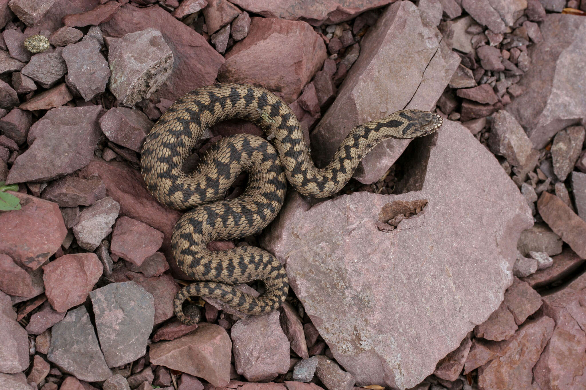 Image of Vipera berus bosniensis Boettger 1889