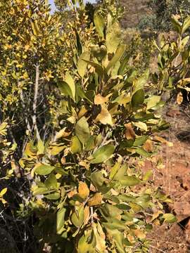 Image of Canthium suberosum Codd