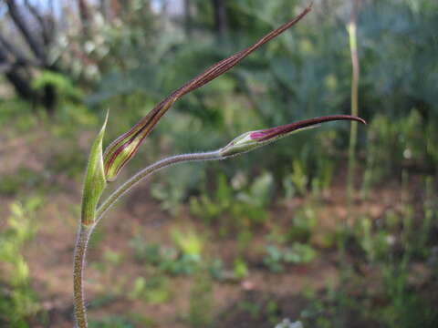 Image of Giant spider orchid