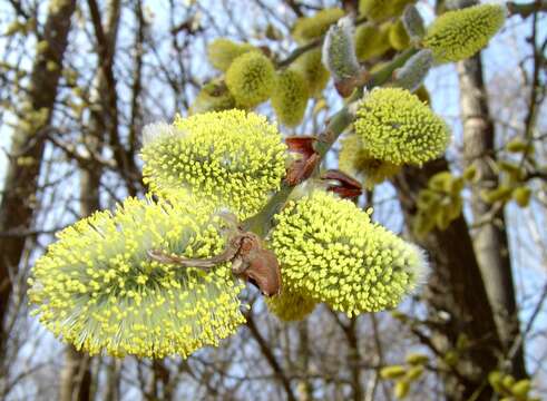 Image of goat willow