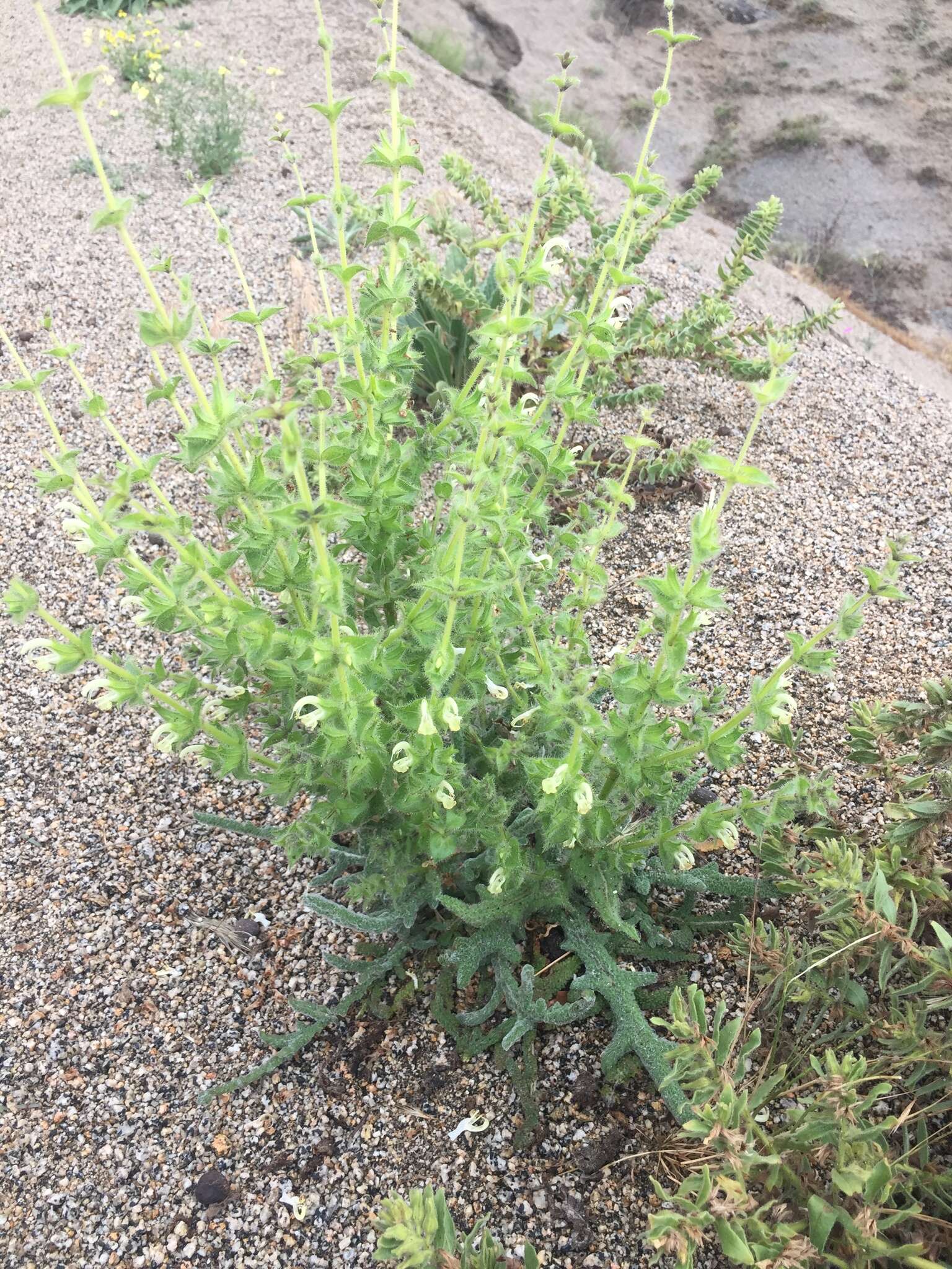 Image de Salvia ceratophylla L.