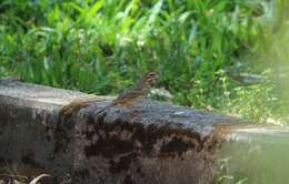 Image of Olive-backed Pipit