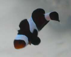 Image of Common clownfish