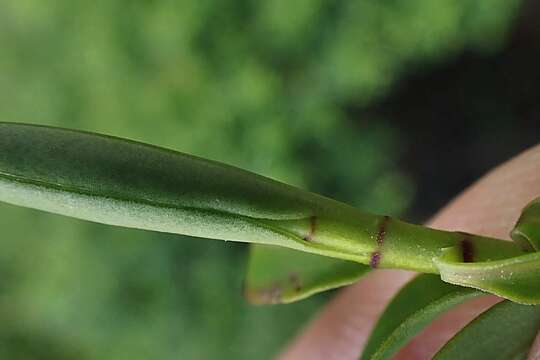 Image of Veronica subfulvida (G. Simpson & J. S. Thomson) Garn.-Jones