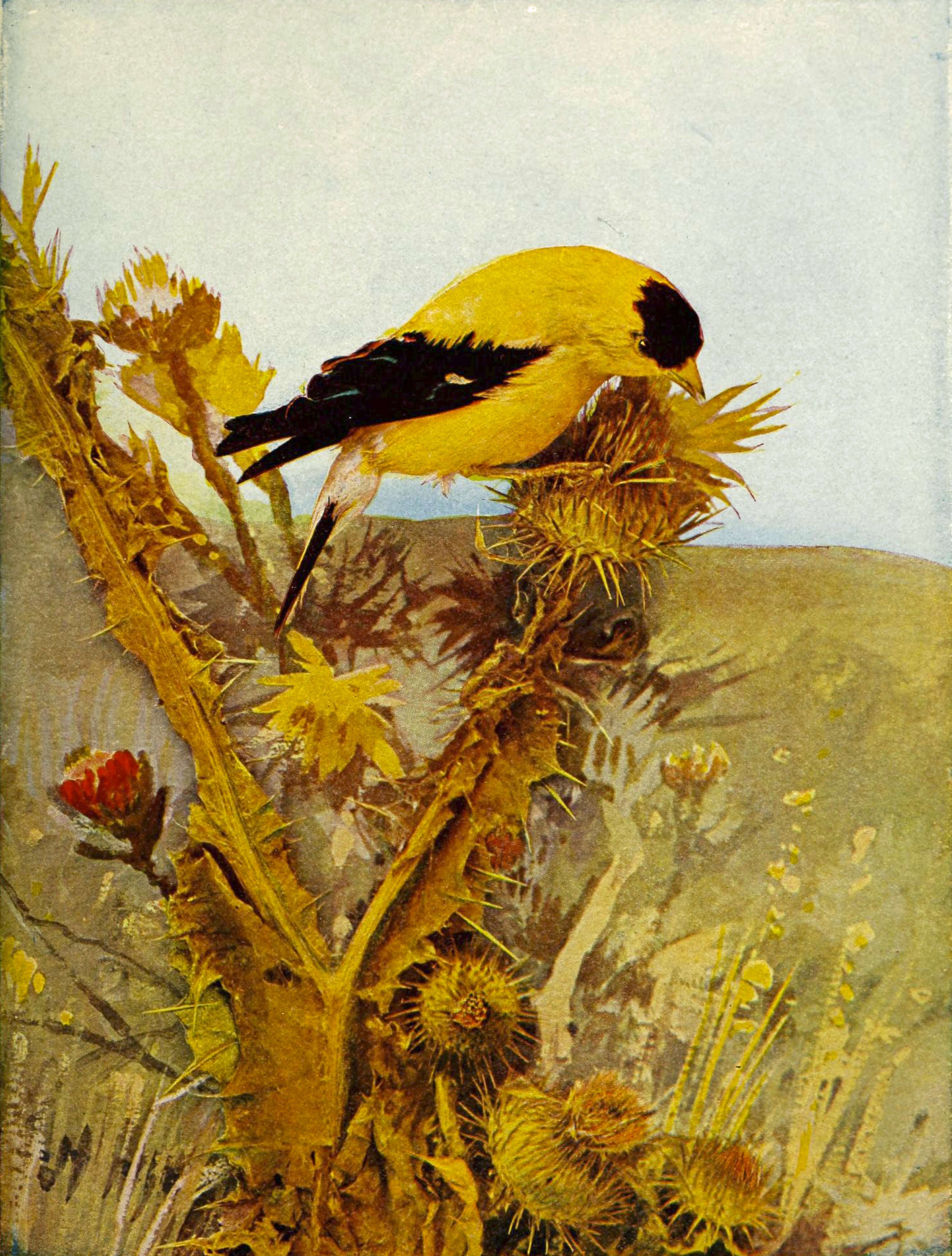 Image of American Goldfinch