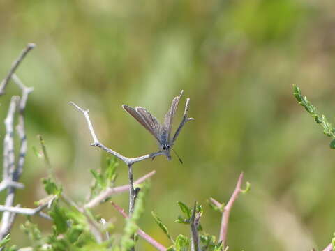 Image of Paphos Blue