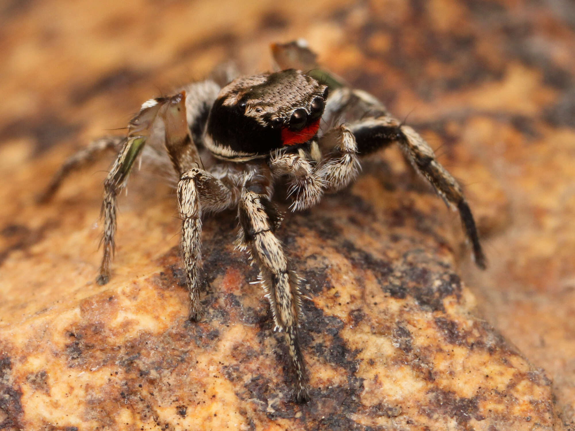 Image of paradise spiders