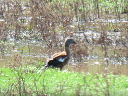 Image of Cape Shelduck