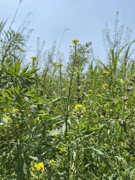 Image of globe yellowcress