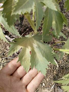 Слика од Jatropha macrorhiza Benth.