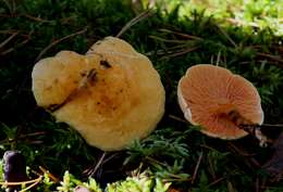 Image of Hygrophoropsis aurantiaca (Wulfen) Maire 1921