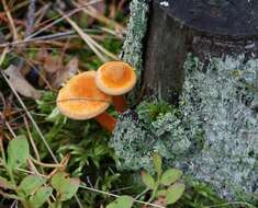 Image of Hygrophoropsis aurantiaca (Wulfen) Maire 1921