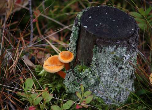 Imagem de Hygrophoropsis aurantiaca (Wulfen) Maire 1921