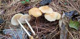 Image of Marasmius strictipes (Peck) Singer 1943