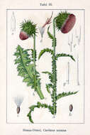 Image of Musk Thistle