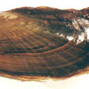 Image of Scale Shell