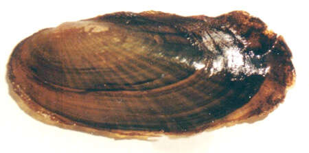 Image of Scale Shell