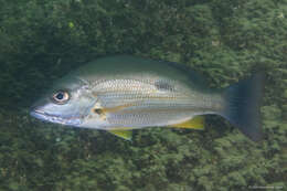 Image of Moses perch