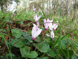 Image of Cyclamen cyprium Ky.