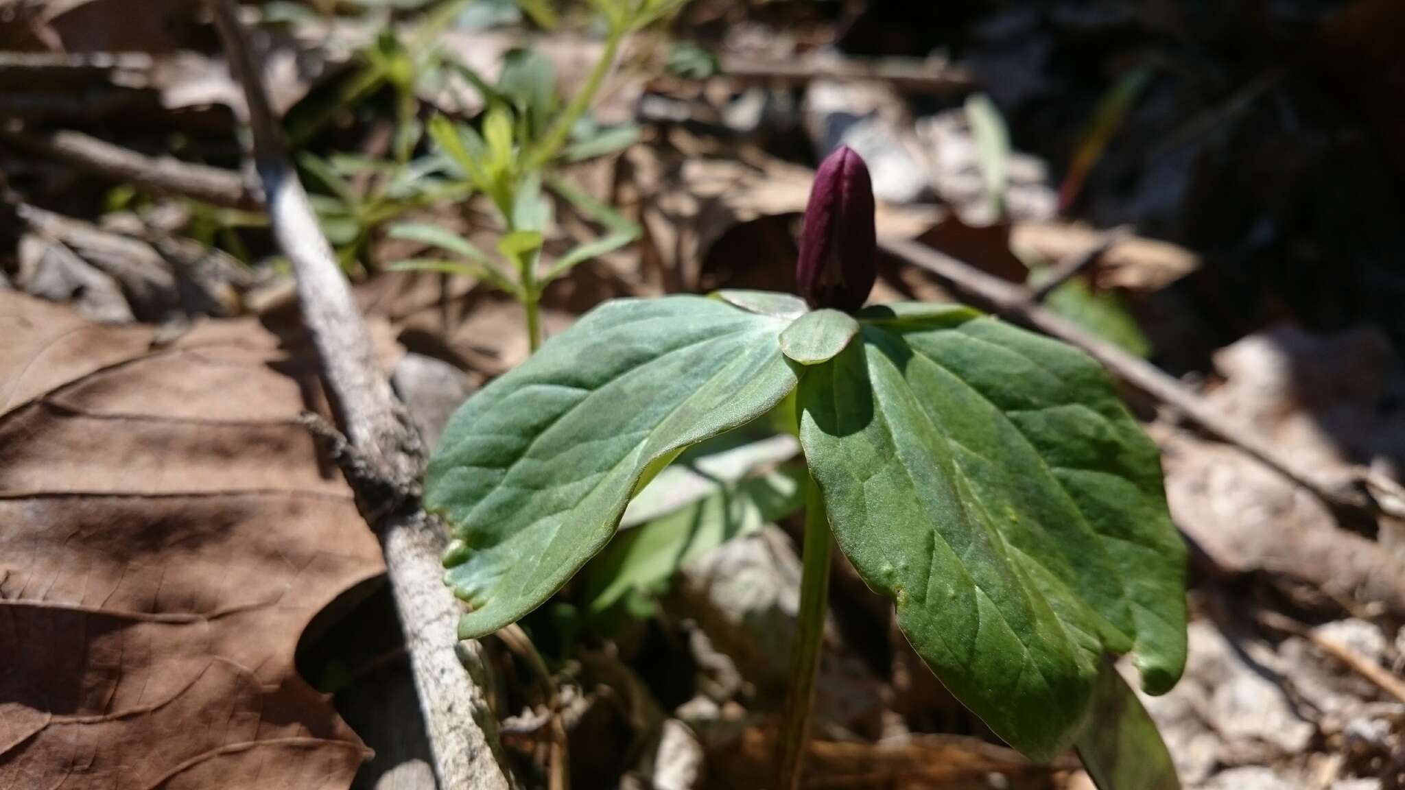 Image of toadshade