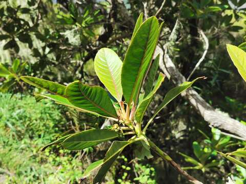 Image of Forgesia racemosa J. F. Gmel.