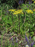 Imagem de Senecio nemorensis L.