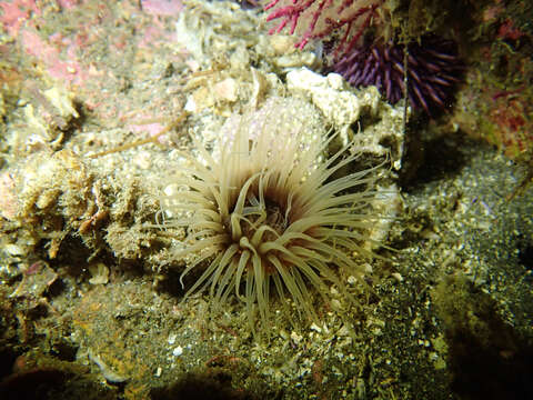 Image of Fringed Cerianthid
