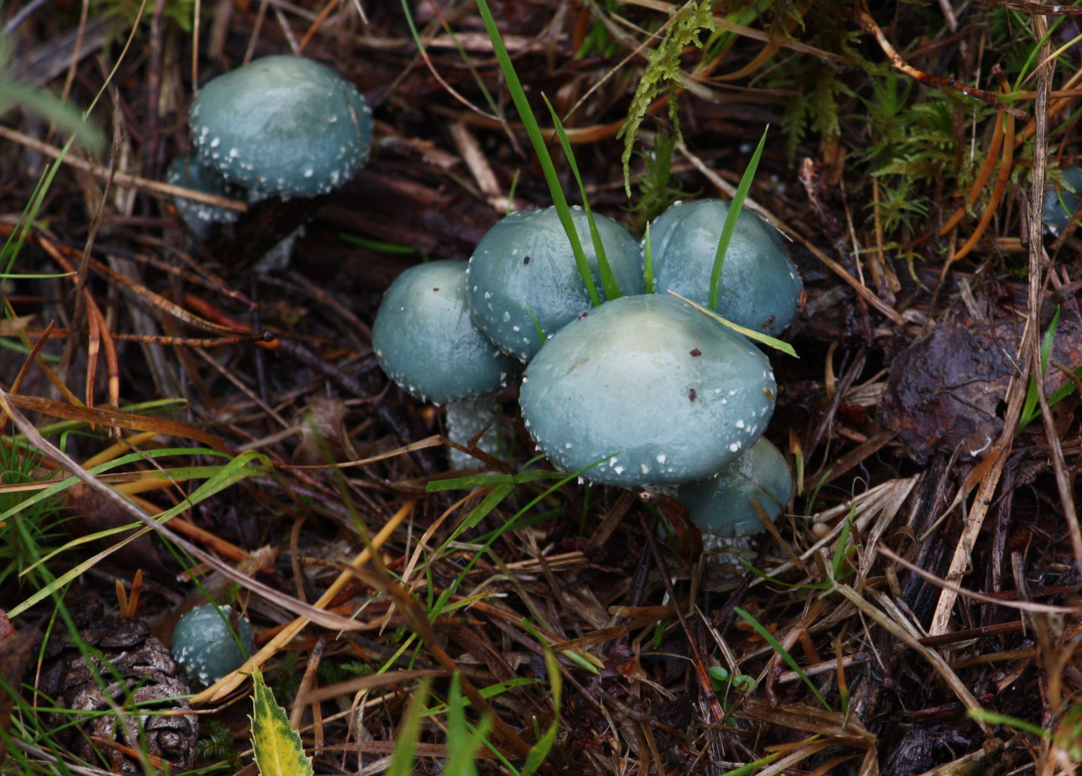 Image of verdigris agaric