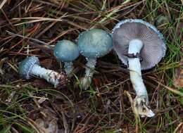 Image of Stropharia aeruginosa (Curtis) Quél. 1872