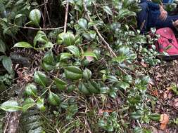 Image de Garcinia portoricensis (Urb.) Alain H. Liogier