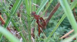 Image of Red Saddlebags