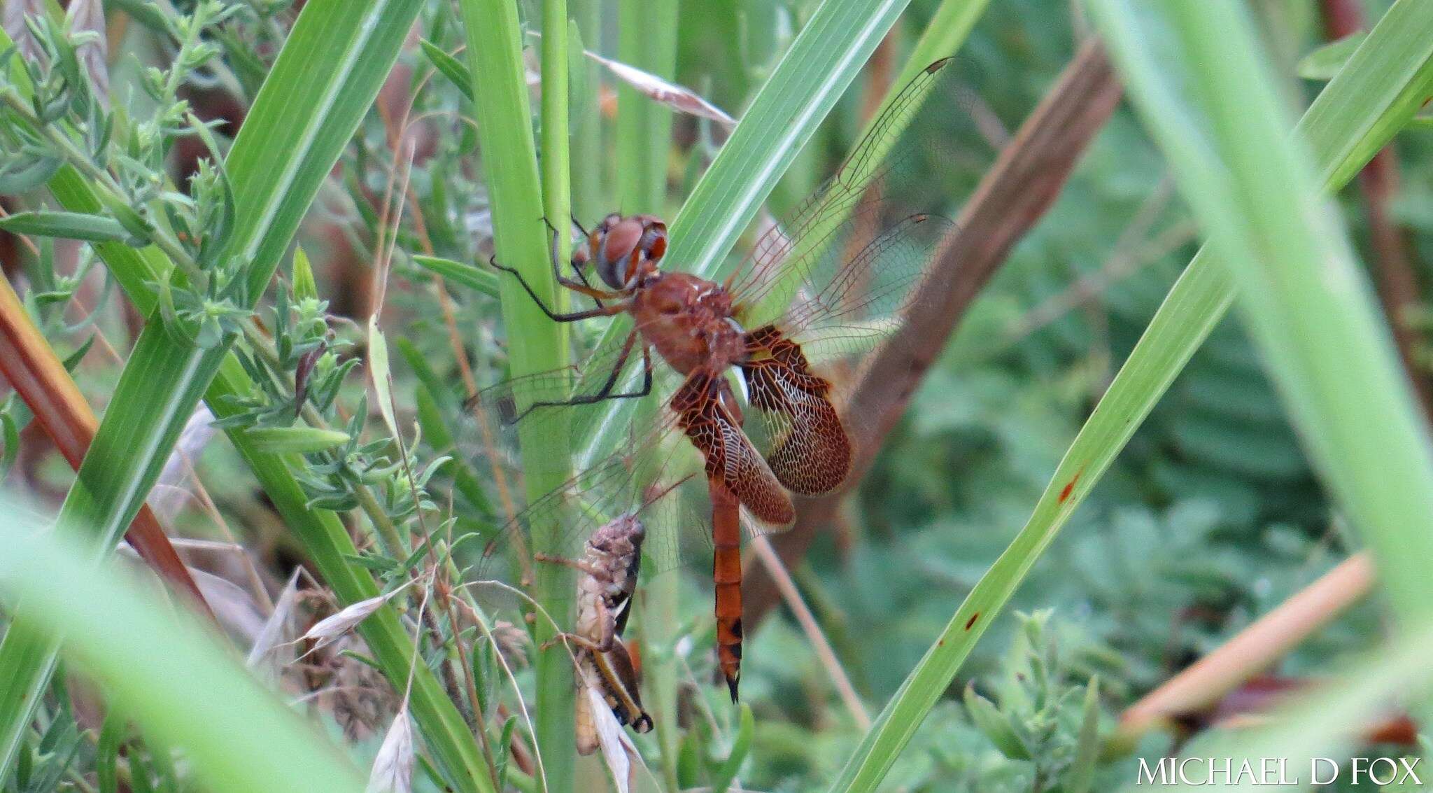 Image of Red Saddlebags