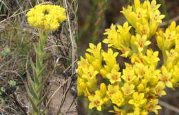 Crassula flava L. resmi