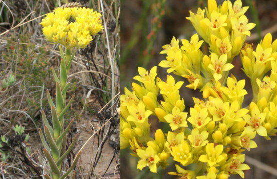 Crassula flava L. resmi