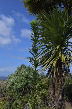 Image of Pseudopanax chathamicus Kirk