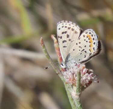 Euphilotes enoptes bayensis (Langston 1964)的圖片