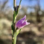 Image of Eremophila divaricata subsp. divaricata