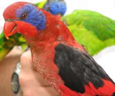 Image of Biak Red Lory