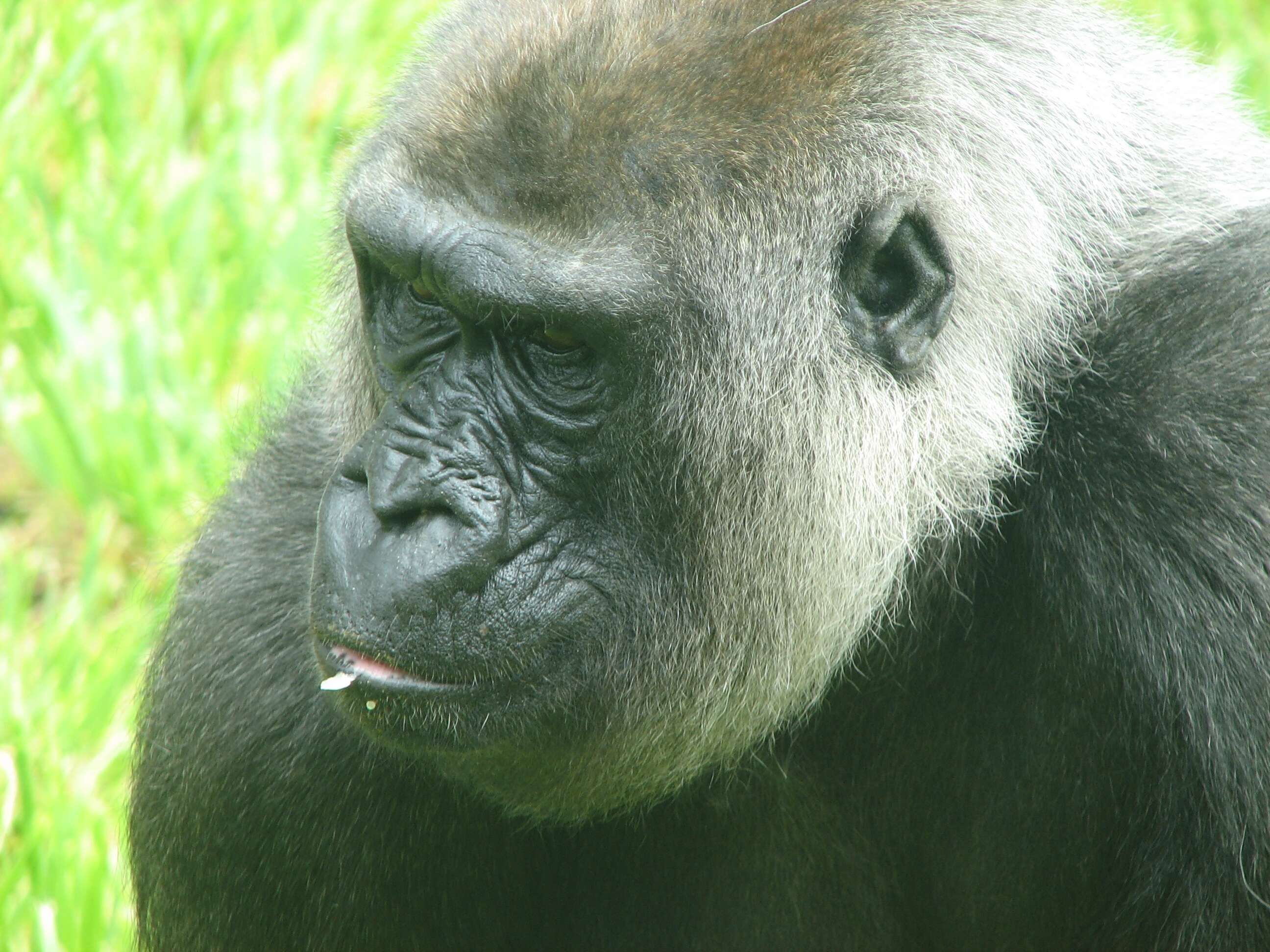 Image of Lowland Gorilla