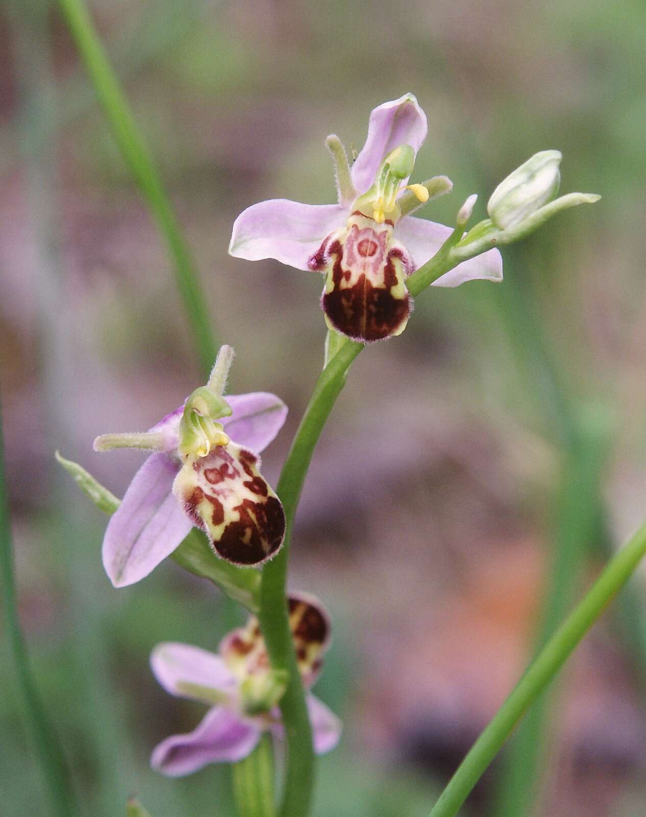 Image of Bee orchid