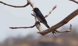 Image de Drongo à ventre blanc