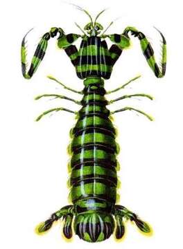 Image of Lysiosquillina maculata