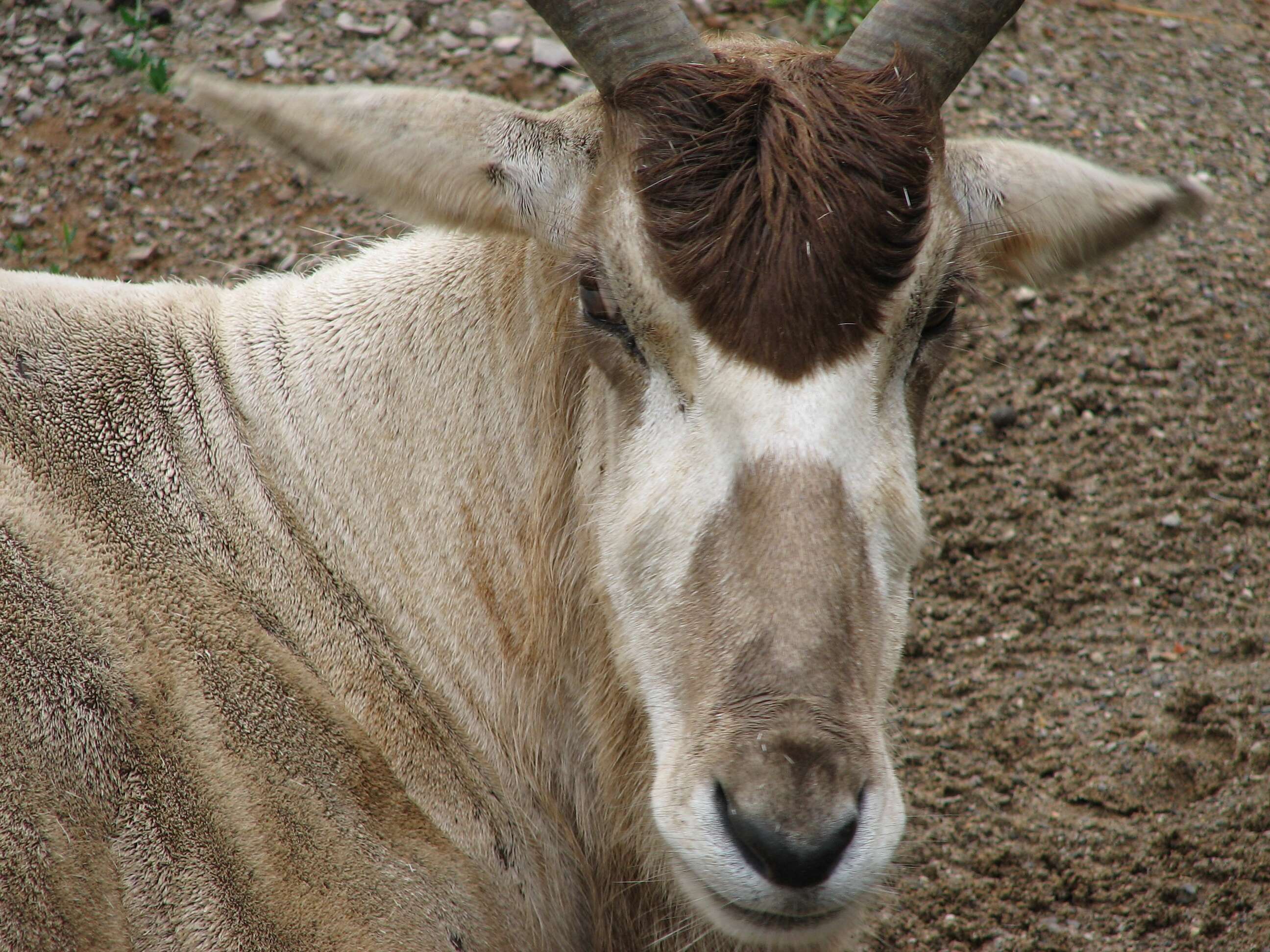 Image of Addax Laurillard 1841