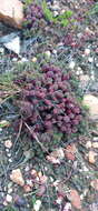 Image of Limonium kraussianum (Buchinger ex Boiss.) Kuntze