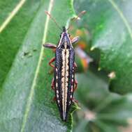 Image of Rhinotia lineata Zimmerman 1994