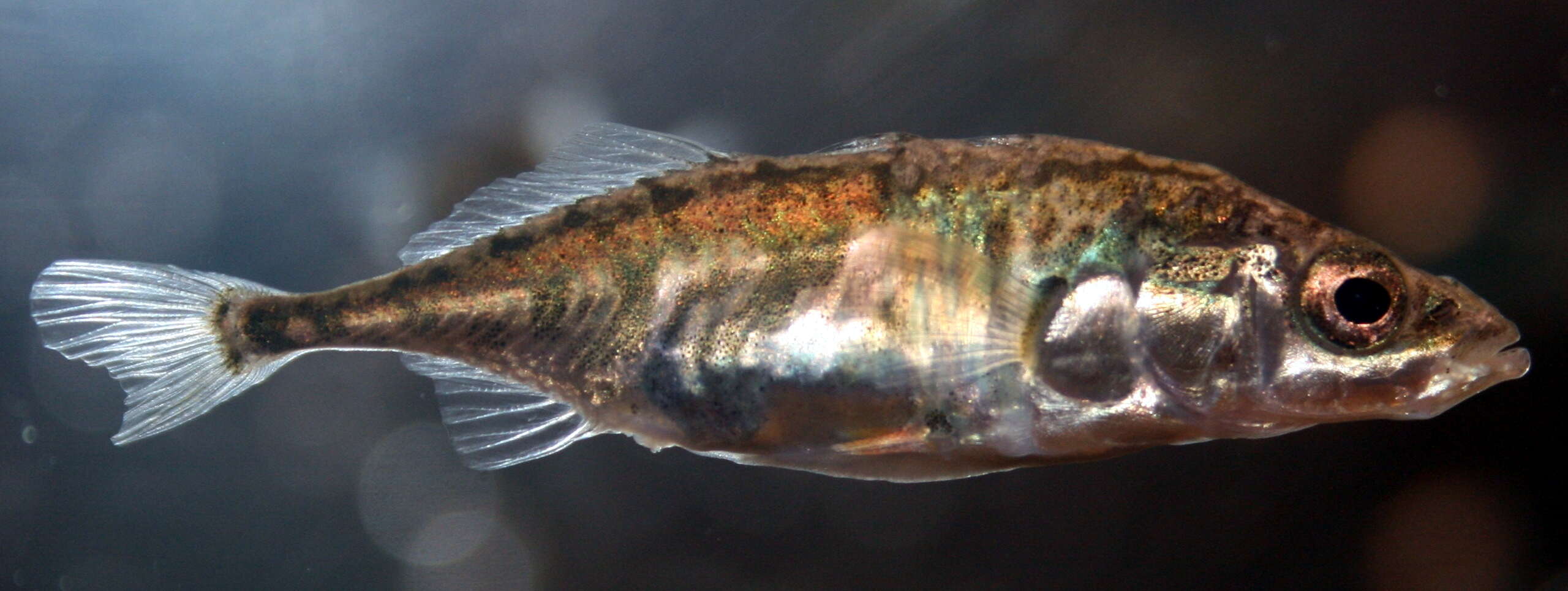 Image of Smallhead stickleback