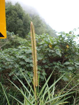 Image of Common bristle grass