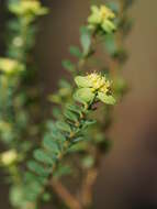 Image of Pimelea flava subsp. flava