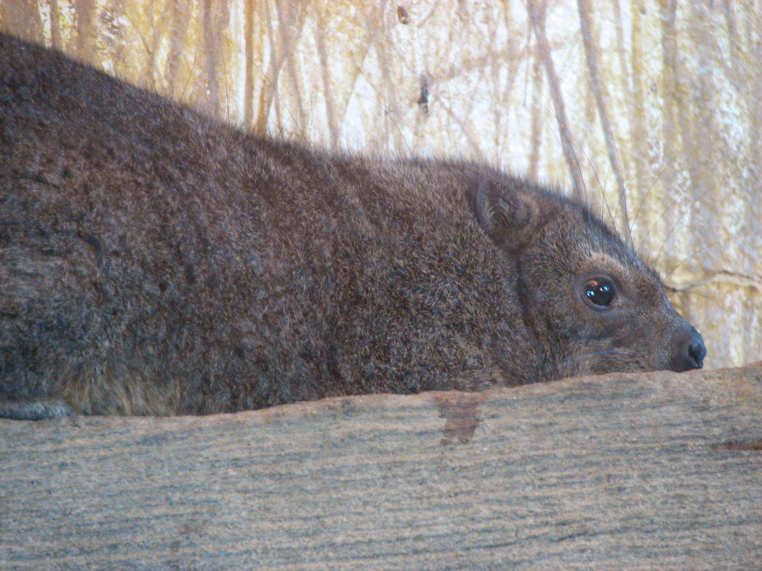 Image of Rock Hyrax