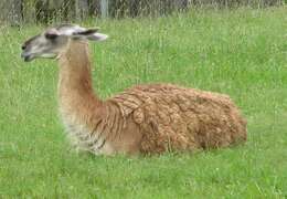 Image of Guanaco